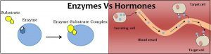 Difference Between Enzymes And Hormones With Comparision Chart Bio