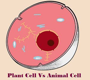 Difference Between Plant Cell and Animal Cell (with ...