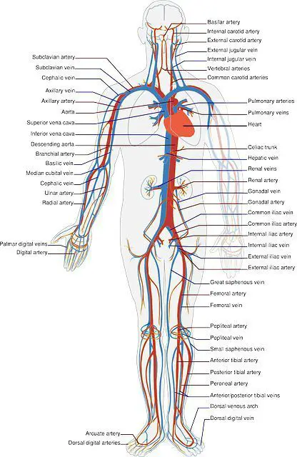 Difference Between Arteries and Veins (with Comparison Chart and