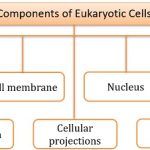 Components of eukaryotic cells