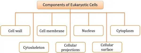 Components of eukaryotic cells