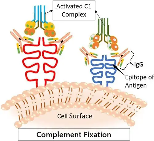 IgG complement fixation