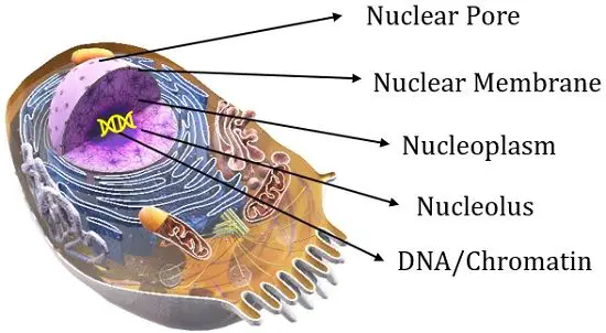 Nuclear component