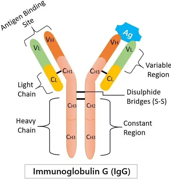 Structure of IgG