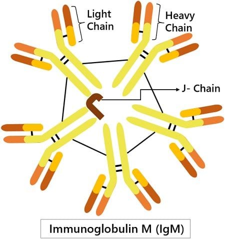 Structure of IgM