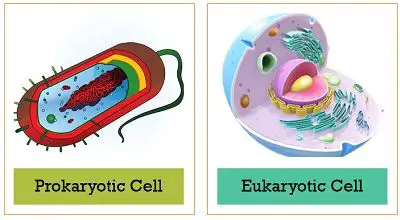 Prokaryotic Vs Eukaryotic cell