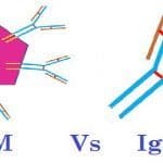 igm vs igg