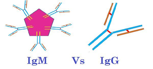 Difference Between IgM and IgG (with Comparison Chart) - Bio ...