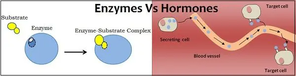 Difference Between Enzymes and Hormones (with Comparision Chart) - Bio Differences