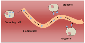 Difference Between Enzymes and Hormones (with Comparision Chart) - Bio