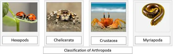 Arthropoda classification
