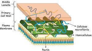 Difference Between Plasma Membrane and Cell Wall (with Comparison Chart ...