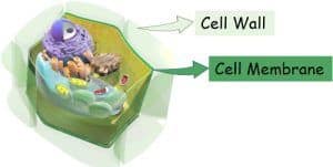 Difference Between Plasma Membrane and Cell Wall (with Comparison Chart ...