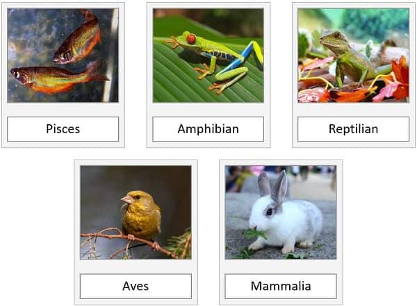 Difference Between Chordates And Non Chordates With C - vrogue.co