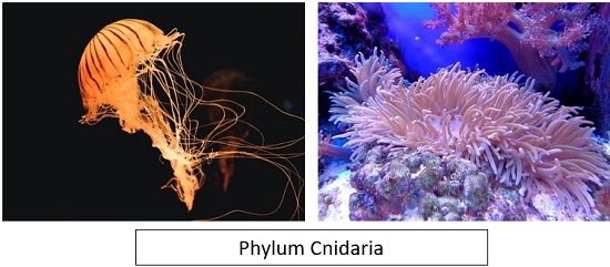 Cnidaria