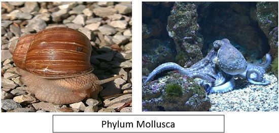 Mollusca