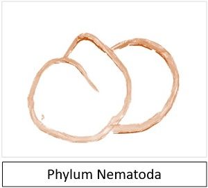 Nematoda 1