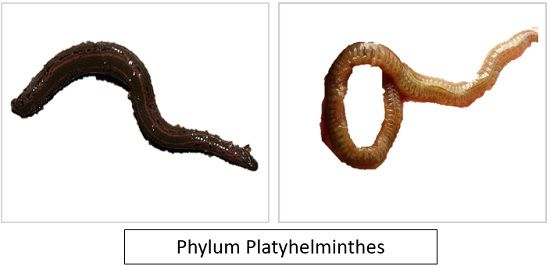 Platyhelminths