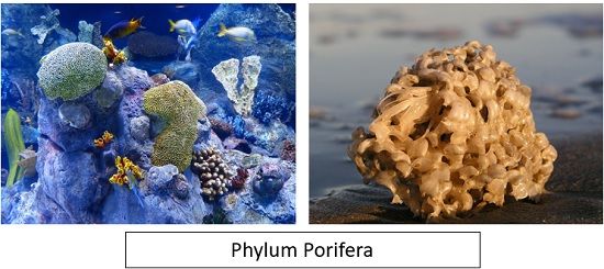 Porifera