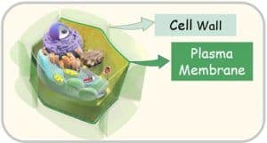 Difference Between Plasma Membrane and Cell Wall (with Comparison Chart ...