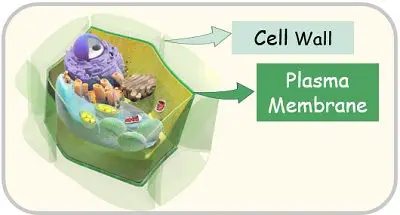 Plasma membrane vs cell wall