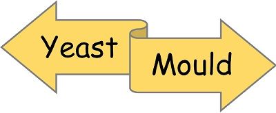 Yeast Vs Mould