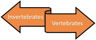 Vertebrates and Invertebrates