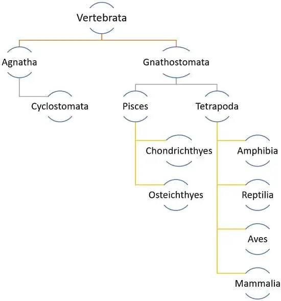 Vertebrata classification