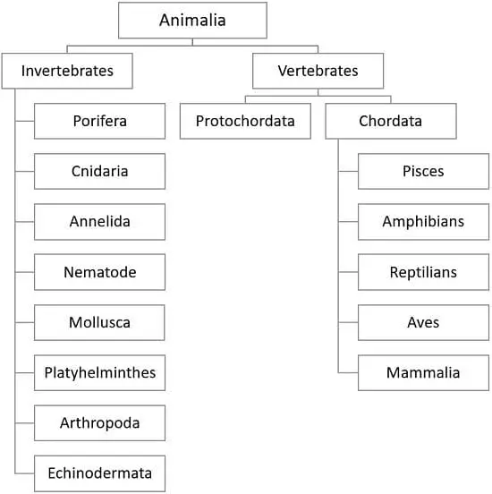 Difference Between Invertebrates and Vertebrates (with Comparison Chart) -  Bio Differences