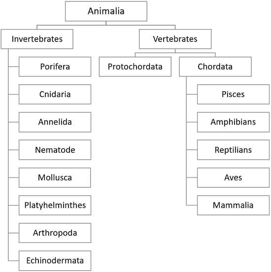 Difference Between Invertebrates And Vertebrates With Comparison Chart Bio Differences