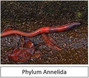 annelida