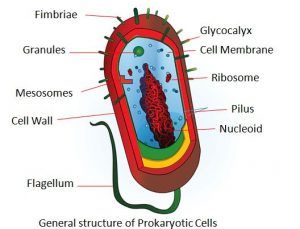 Difference Between Prokaryotic Cells and Eukaryotic Cells (with