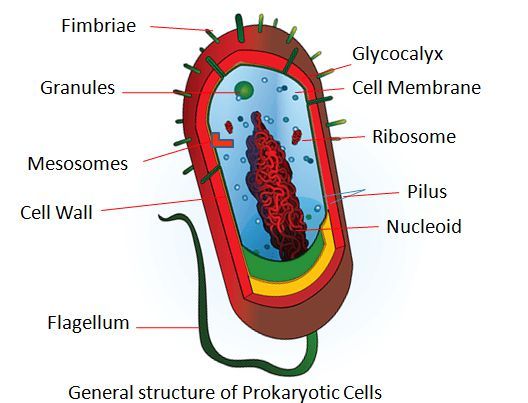 A Eukaryote Vs Prokaryote - Shajara