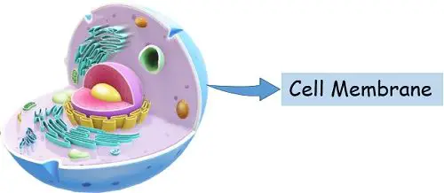 cell membrane image