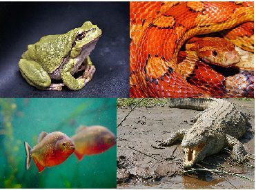 cold blooded animals examples