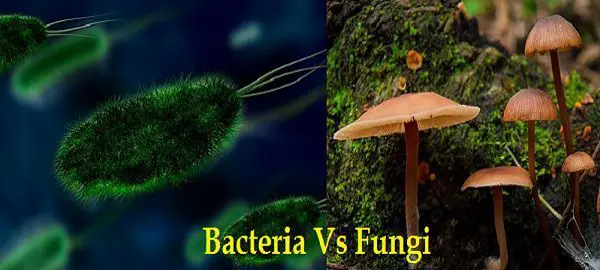 content image, bacteria vs fungi