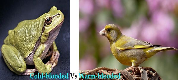Difference Between Cold Blooded And Warm Blooded Animals With Comparison Chart Bio Differences