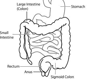 Difference Between Ulcerative colitis and Crohn's disease (with ...