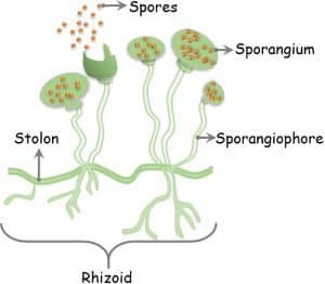 Difference Between Yeast and Molds (with Comparison Chart) - Bio ...