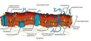 Difference Between Plasma Membrane and Cell Wall (with Comparison Chart ...