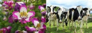 Difference Between Natural and Artificial Selection (with Comparison ...