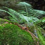 Bryophytes_Vs_Pteridophytes_featured