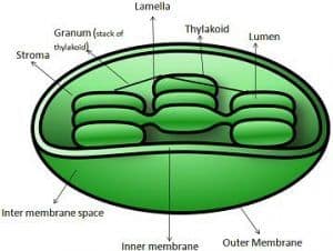 Difference Between Chlorophyll And Chloroplast (with Comparison Chart ...