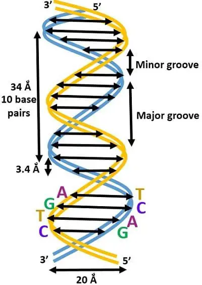 DNA Structure