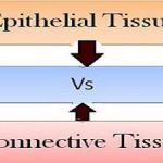 Epithelial_Vs_connective tissue_featured