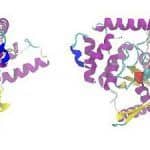 Haemoglobin_Vs_Myoglobin_featured