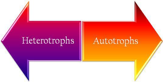 autotrophs examples