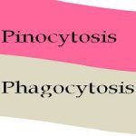 Pino_vs_phago_featured