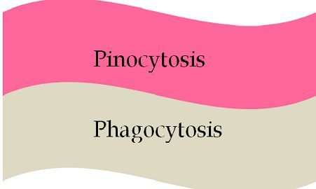 Pinocytosis_Vs_Phagocytosis