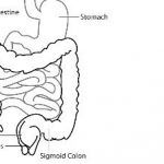 Small_intestins_Vs_Large_Intestine_featured